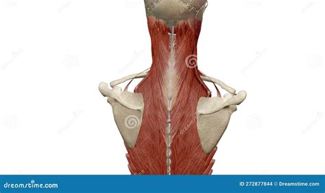 Anatomy of the Back, Spine and Back Muscles Stock Illustration ...