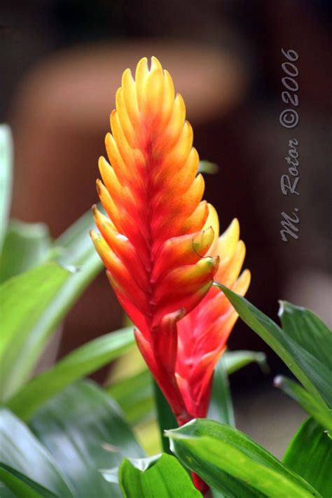 Living with Nature - School on Blog by Dr. Abercio V. Rotor: Bromeliads ...