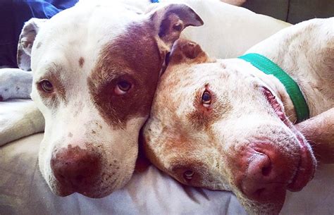 Two Pit bulls Adopted by a Family | Best Friends Animal Society