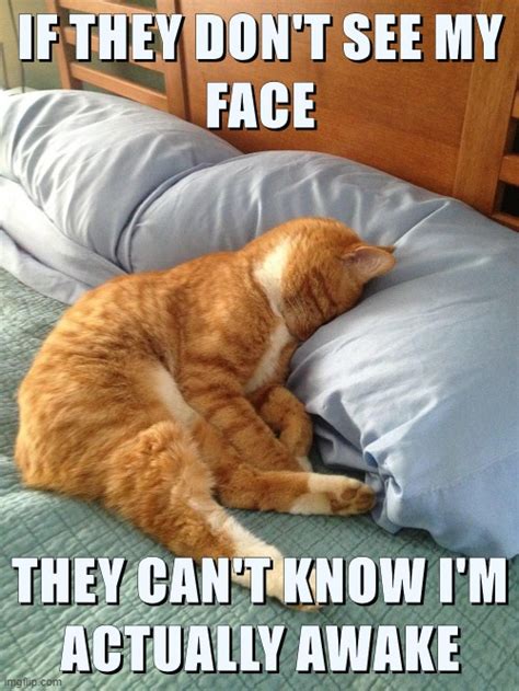 Image tagged in lolcats - Imgflip