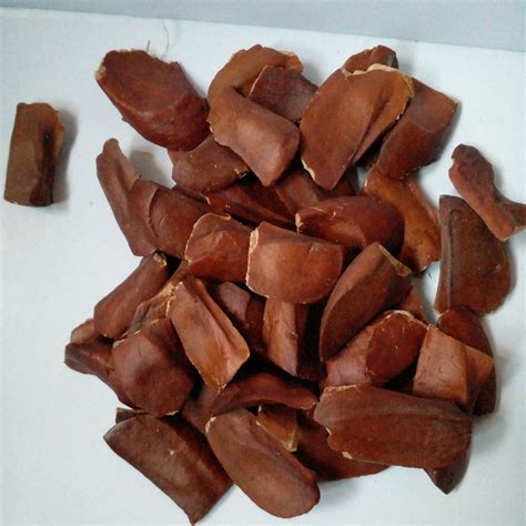biji mahoni kering  lazada indonesia