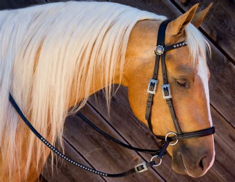 Bitless Bridle Leather WESTERN STYLE, 114,90