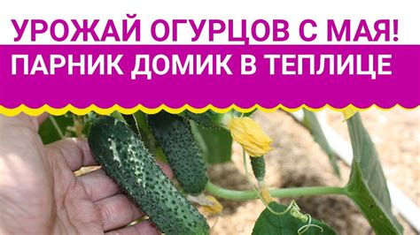 Самый ранний урожай огурцов! Парник-домик в теплице - YouTube