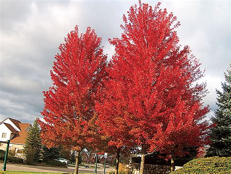 fast growing tree for shade 4