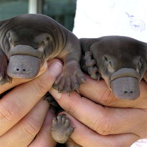 Baby Platypus, Duck Billed Platypus, Cute Little Animals, Unique ...