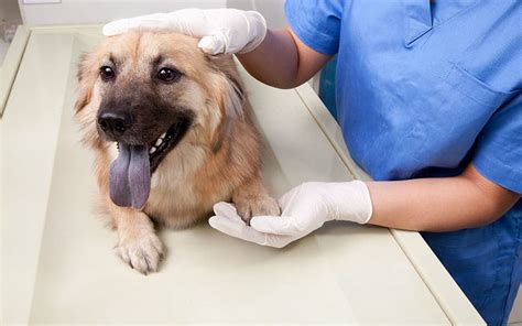 Parvo In Dogs - 2 Paws Up Inc. | Pet Sitting, Dog Walking, and Dog Training