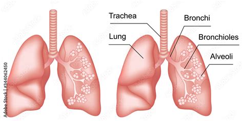 Simple Lungs Diagram