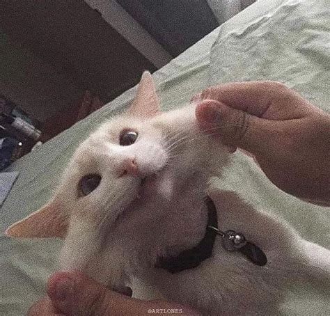 a white cat is being petted by someone's hand while laying on a bed