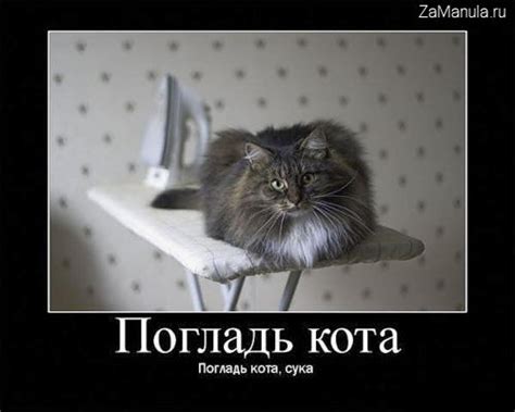 Погладь кота