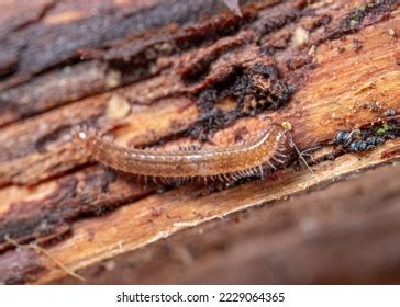 13 Myriapods Subphylum Royalty-Free Images, Stock Photos & Pictures ...