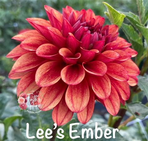 ember color 3