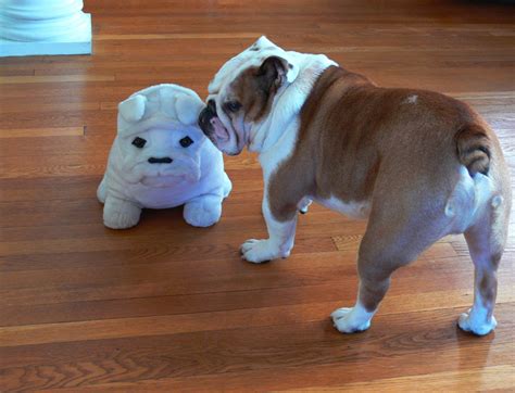 2 Dog Hotel – Dog Boarding in Sperryville, Virginia