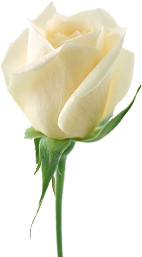 White rose PNG image, flower white rose PNG picture