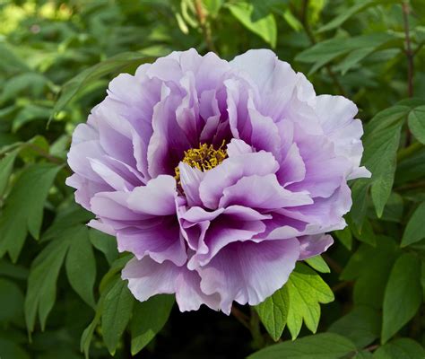 @. Пион Paeonia Наибольшую популярность культура ... - ОБО ВСЕМ ...