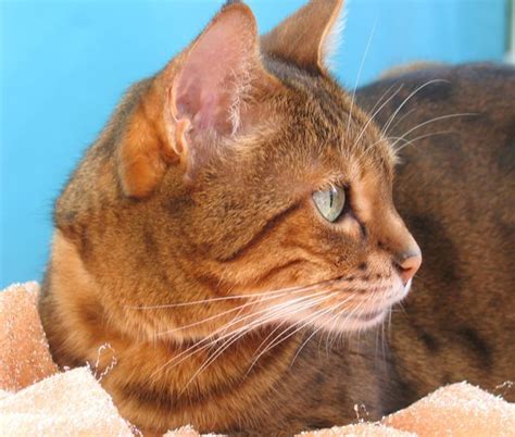 cat head side