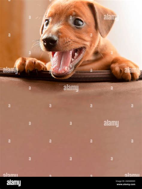 Baby Miniature Pinscher