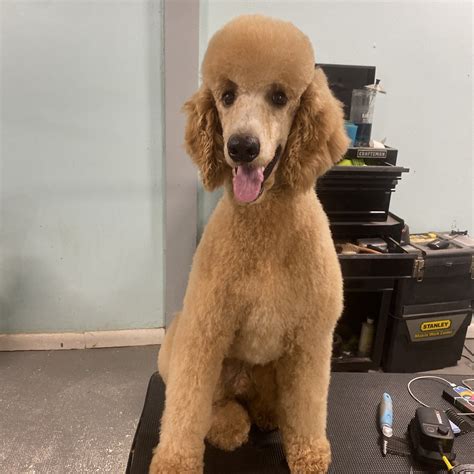 Standard Poodle Haircuts