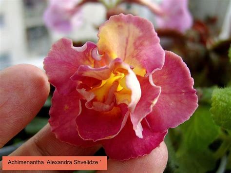 Achimenantha SRG's ' Alexandra Shvelidze ' | Flowers, Bloom, Lovely colors
