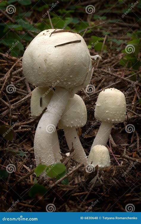 Agaricus Silvicola. In The Natural Forest Background. Royalty-Free ...