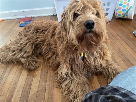 Just over one year old : r/Goldendoodles