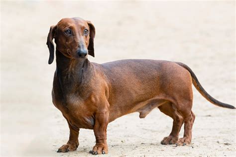 The 5-Minute Health Check That Every Dog Owner Should Master