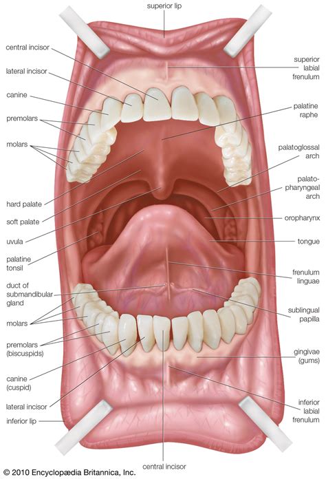 Anatomy of the Oral cavity and salivary glands | by Dr Nenad Dordevic ...