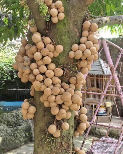 Kepel Keppel Seeds (Stelechocarpus burahol) Burahol fruit - Limited ...