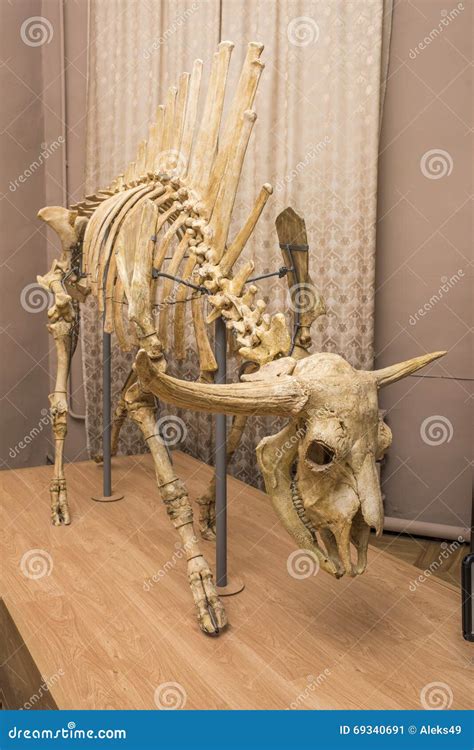 Steppe Bison Or Bison Priscus Skeleton In Museum. Skeleton Of A Buffalo ...