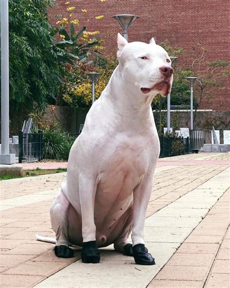 Dogo Pit (Dogo Argentino & Pitbull Mix) Info, Pictures, Facts, FAQs & More