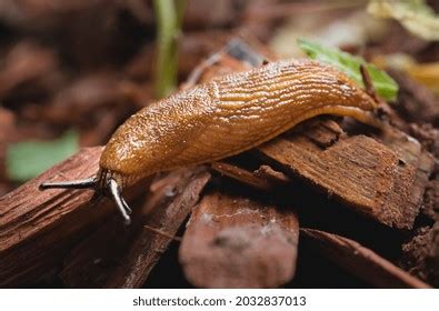 Slug Snail Without Shell Close Stock Photo 2032837013 | Shutterstock