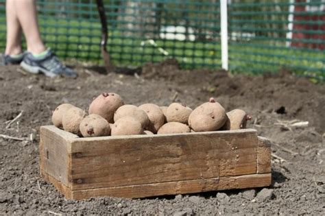 Особенности выращивания картофеля: подготовка и посадка. Как посадить ...