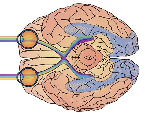visual cortex brain art visual