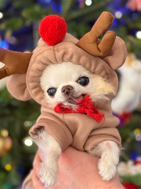 Tiny Chihuahua Cedric added a new... - Tiny Chihuahua Cedric