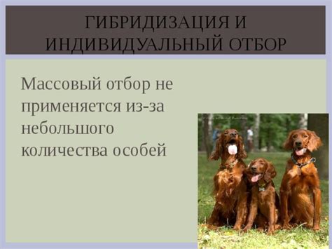 Презентация "Селекция" 11 класс