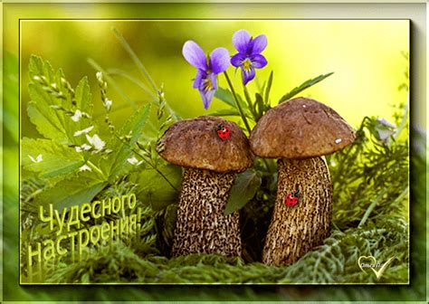 Чудесного настроения ! - Мир картинок анимаций