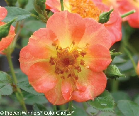 Oso Easy® Paprika Rose Bushes | Plant Addicts