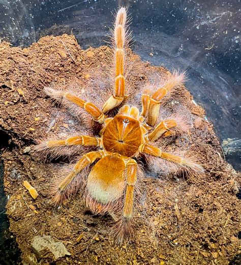 theraphosa blondi goliath bird eater largest tarantula   worl