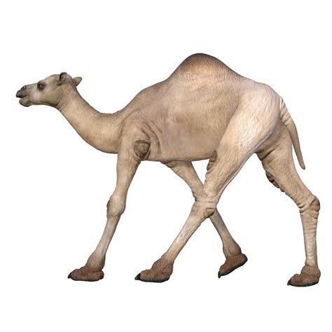Free Ilustración de modelo de camello de renderizado 3D 11382206 PNG ...