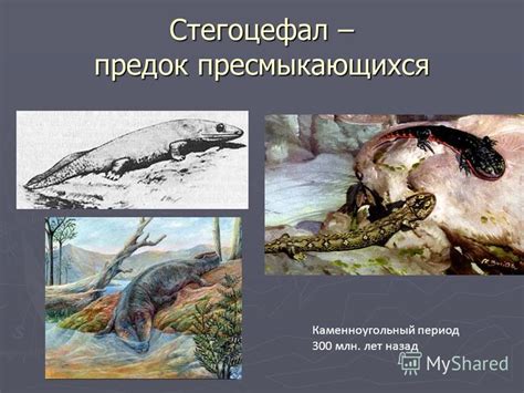 Презентация на тему: "Стегоцефал – предок пресмыкающихся ...