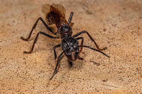 Adult Bullet Ant Queen 13071245 Stock Photo at Vecteezy
