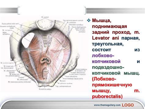 Промежность (мышцы и фасции) - презентация онлайн