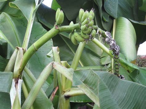 Young Pups and Giant Corms for sale, 11 varieties - Bananas.org