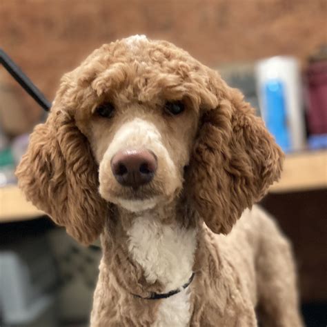 Standard Poodle And Golden Retriever Mix
