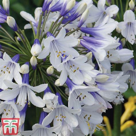 Agapanthus 'Twister' plants | Thompson & Morgan