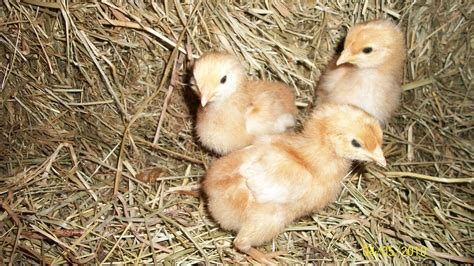 Homeschooling and Homesteading in the Present: Rhode Island Red Chicks