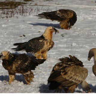 7 Adult bearded vulture feeding in a supplementary feeding station in ...