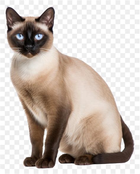 PNG Siamese animal mammal pet. | Free PNG - rawpixel