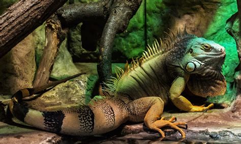 Iguana - fotos, características, hábitos, ecologia - InfoEscola