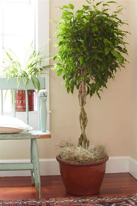 Long Living Indoor Plants at Sally Haight blog