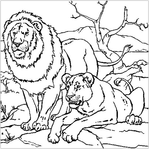 Lion couple - Lion Coloring Pages